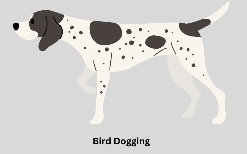 Bird Dogging